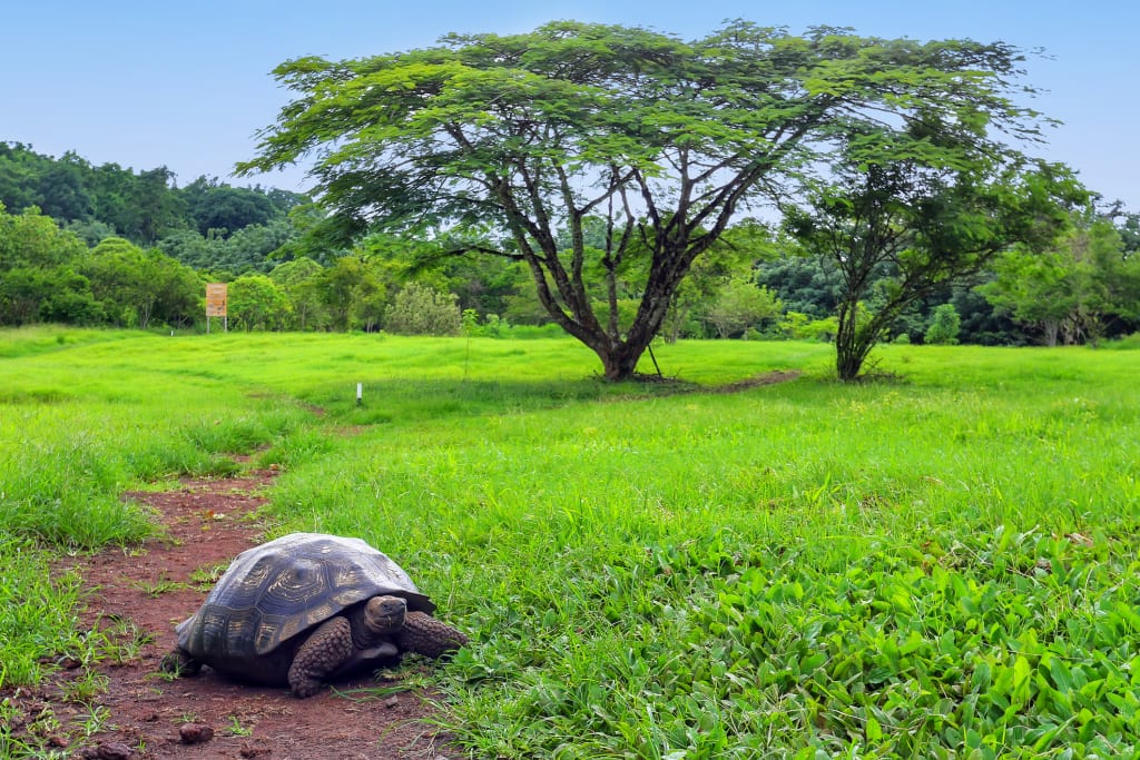 Galapagos giant tortoise on Santa Cruz Island